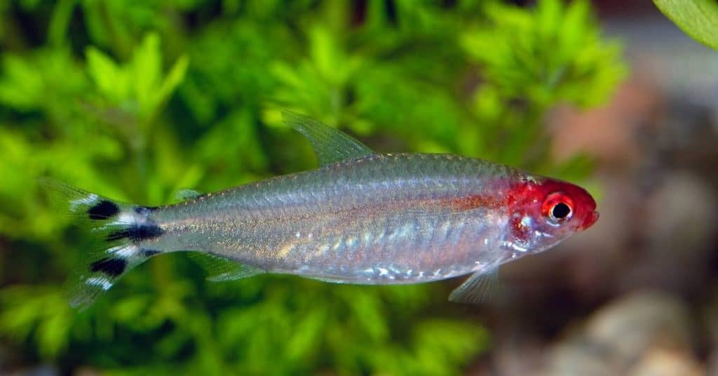 red head tetra fish