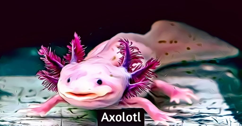 Why Axolotls Are Awesome Axolotl Axolotl Care Axolotl Tank | Images and ...