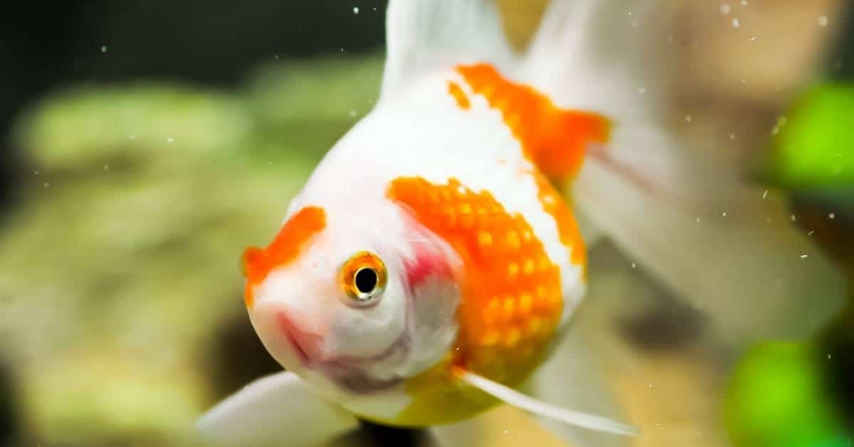 goldfish aquarium prolific